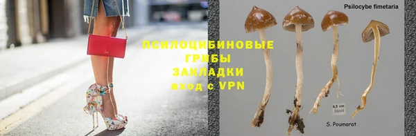сатива Абинск