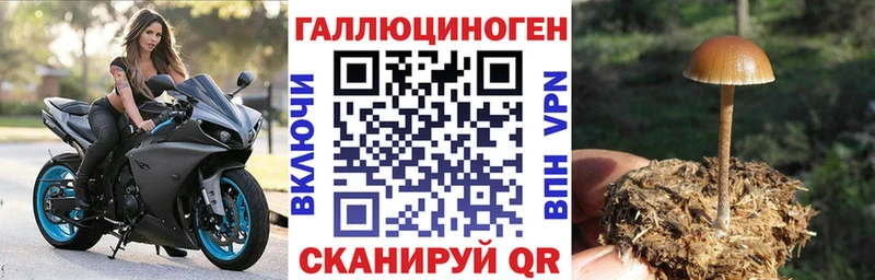 сколько стоит  Брянск  Псилоцибиновые грибы Cubensis 